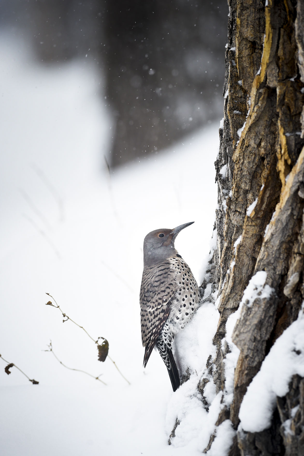 Northern Flicker